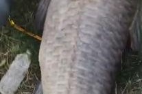 青鱼视频在线观看国产,青鱼视频带你领略国产影视魅力